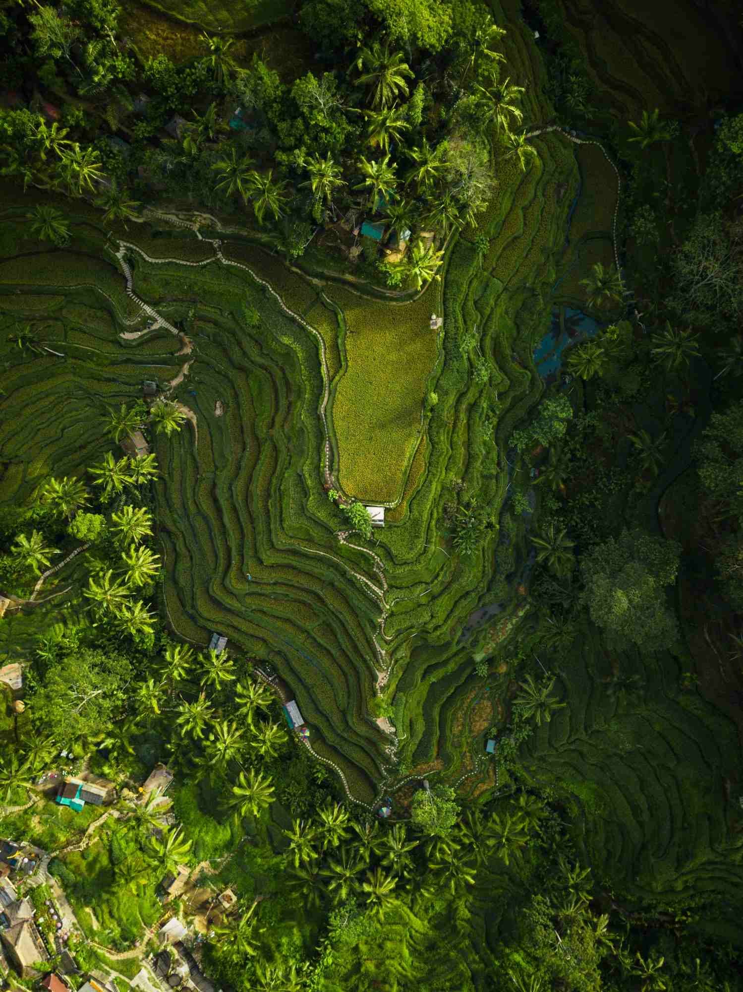 Bali Classic photo 10